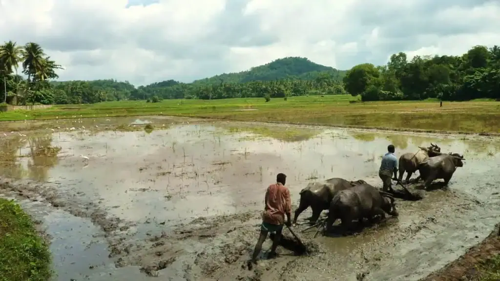 Sri Lankan Village Life: Experience the Heart of Rural Sri Lanka