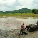 Farmers using bulls in a traditional paddy field in rural Sri Lanka