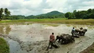 Farmers using bulls in a traditional paddy field in rural Sri Lanka