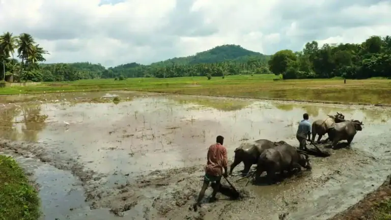 Farmers using bulls in a traditional paddy field in rural Sri Lanka