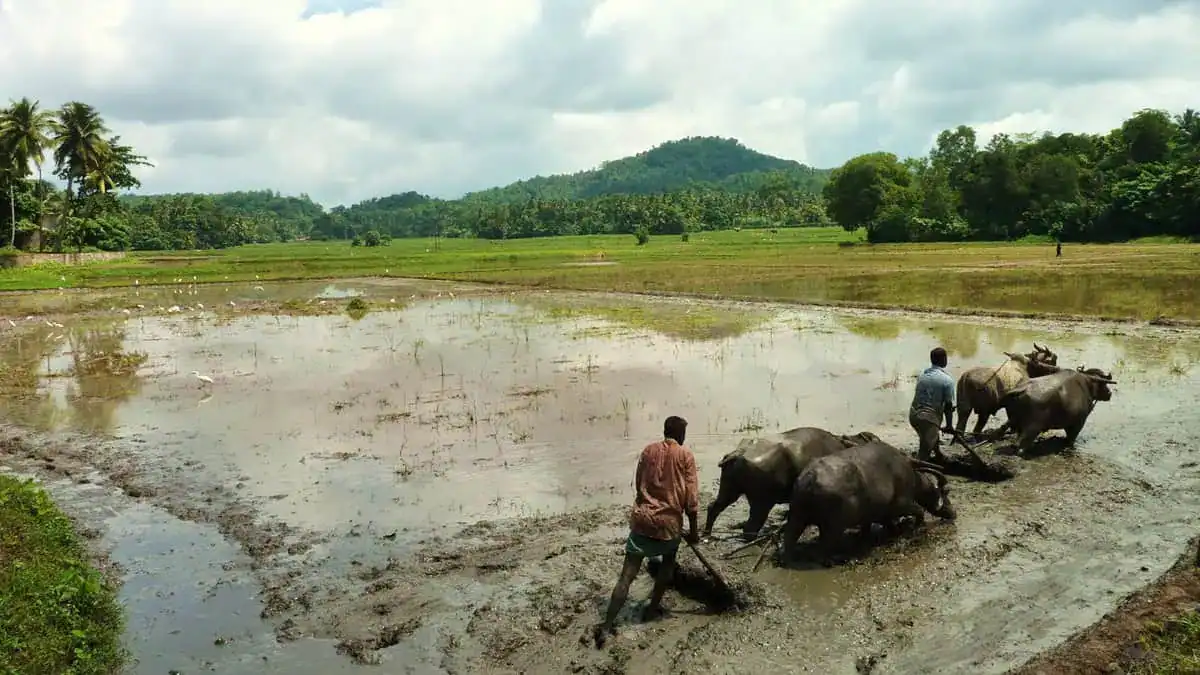Farmers using bulls in a traditional paddy field in rural Sri Lanka