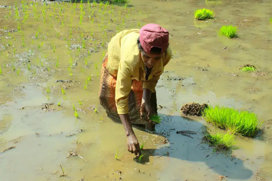 Hand Planting Rice Seedings