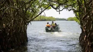 Madu Ganga - River Safari