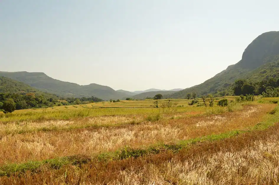 Paddy Fields and Mountains - Atanwala Village, Knuckles Mountain Range