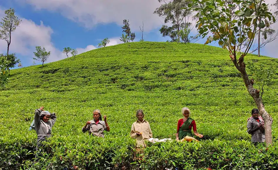 Workers - Tea plantations near Ella