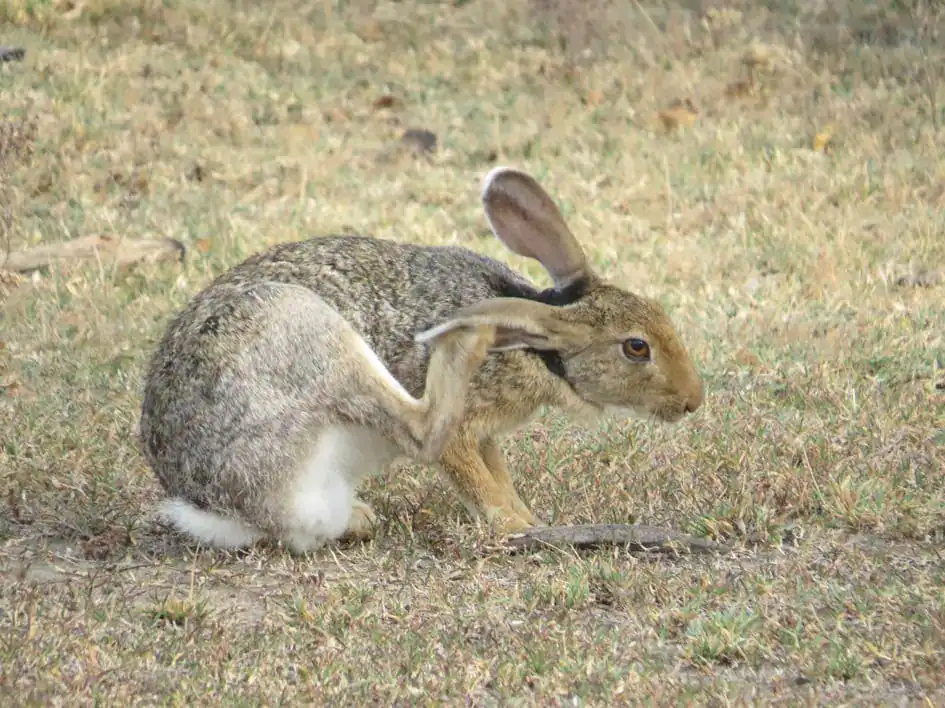 A Black-Naped Hare