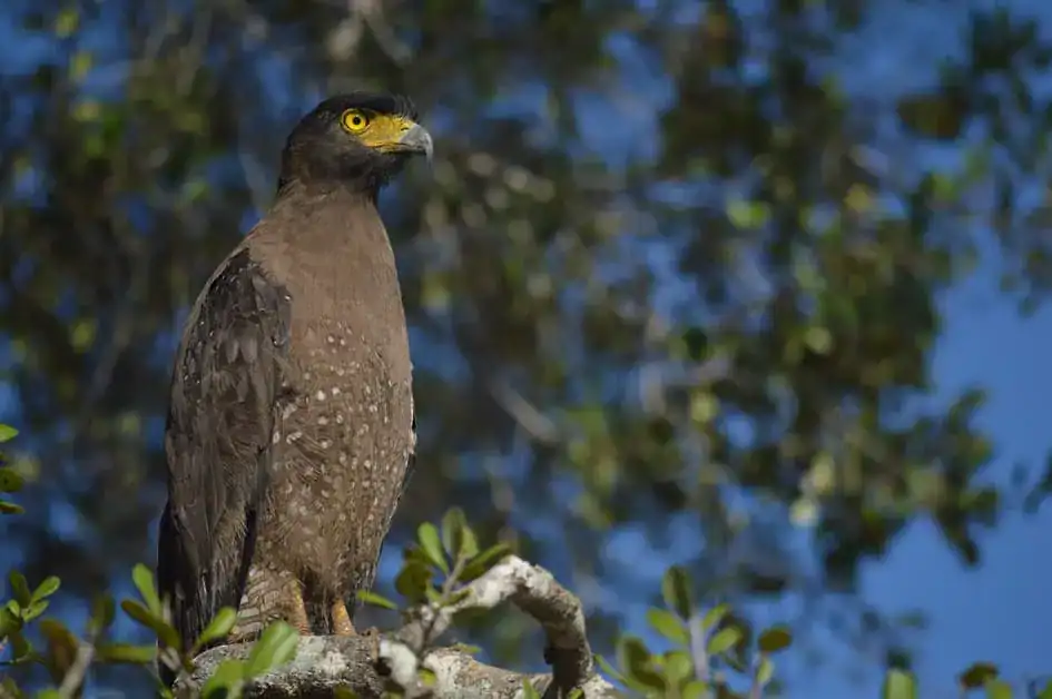 A Crested Serpent Eagle - Bundala