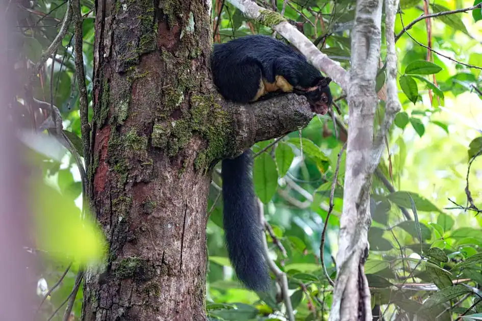 A Giant Squirrel in Sinharaja Rainforest