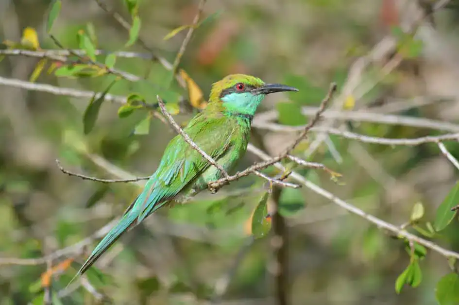 A Green Bee-Eater in Bundala
