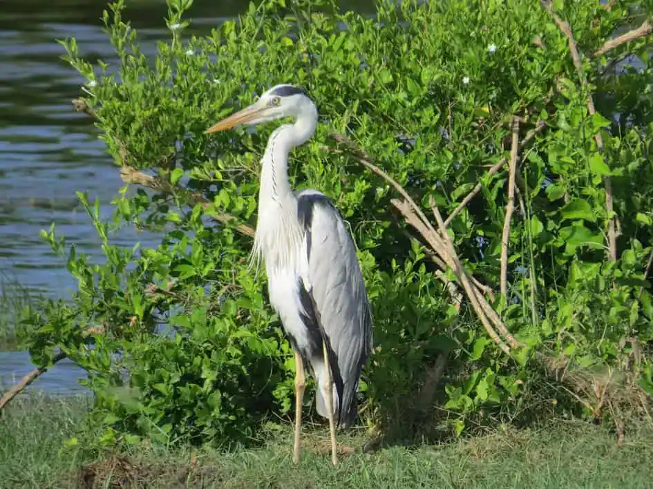 A Grey heron in Bundala