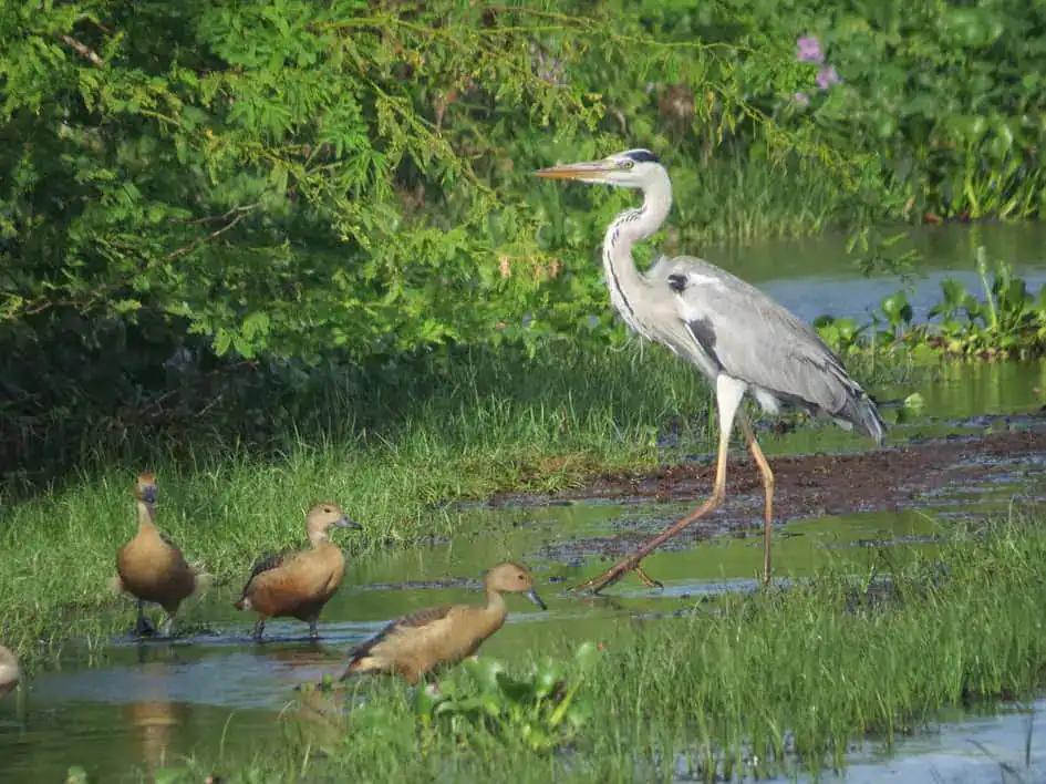 A grey heron with lesser whistling-ducks