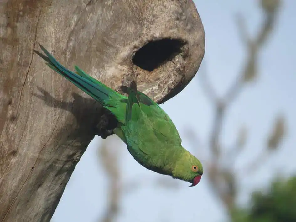 A rose-ringed parakeet