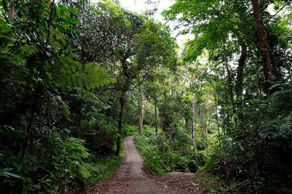 A trail - Sinharaja Rainforest