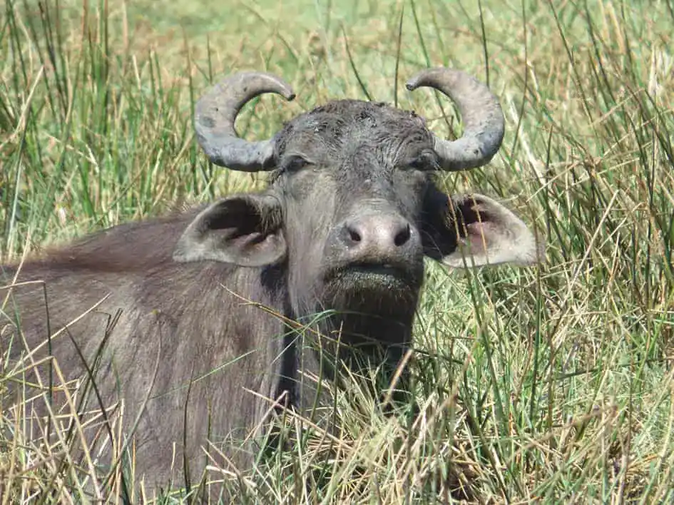 A water buffalo