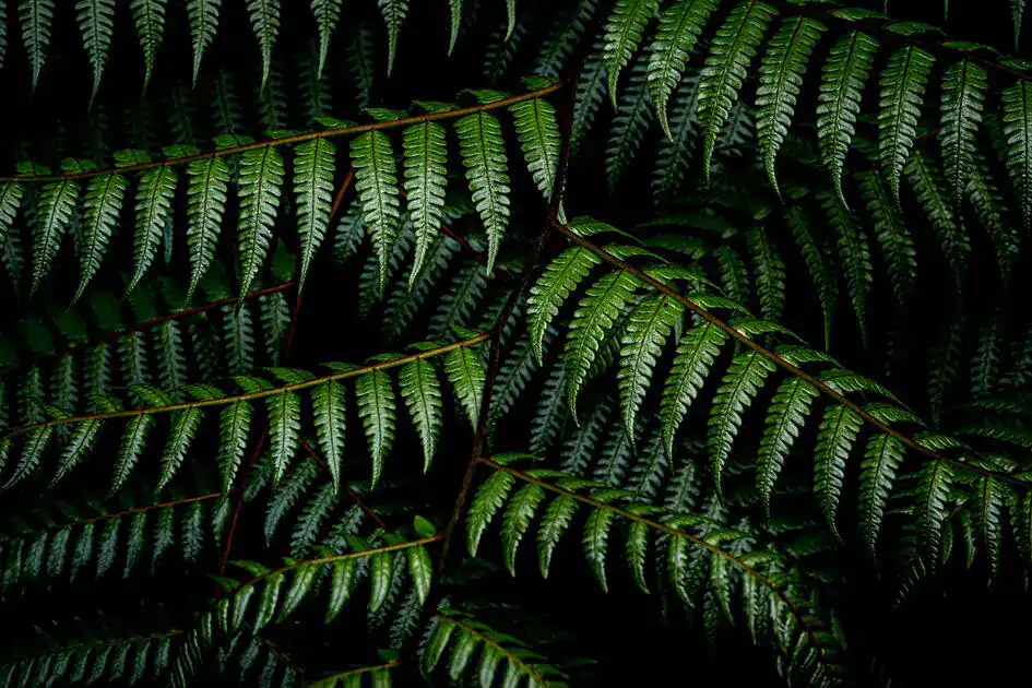 An Art of Ferns in Sinharaja Rain Forest