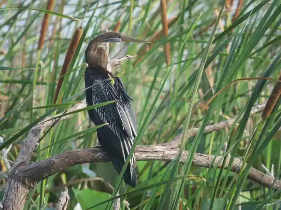 An Indian Darter