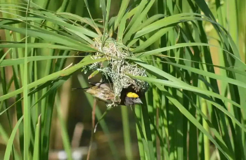 Building a nest