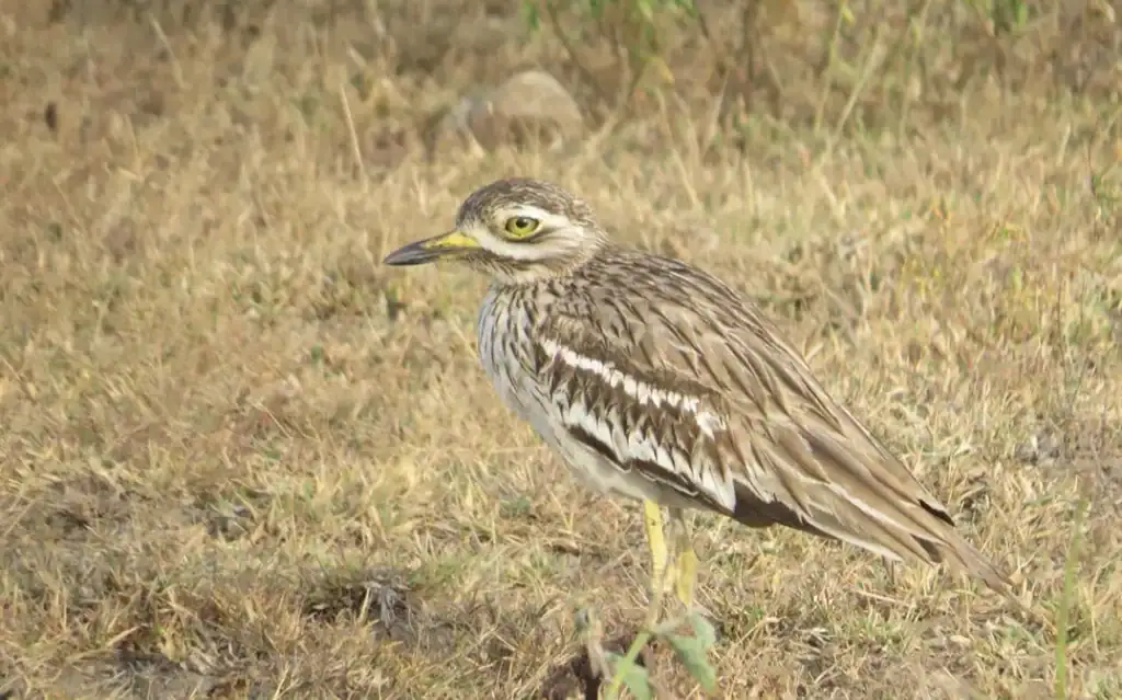 Indian Thick-Knee