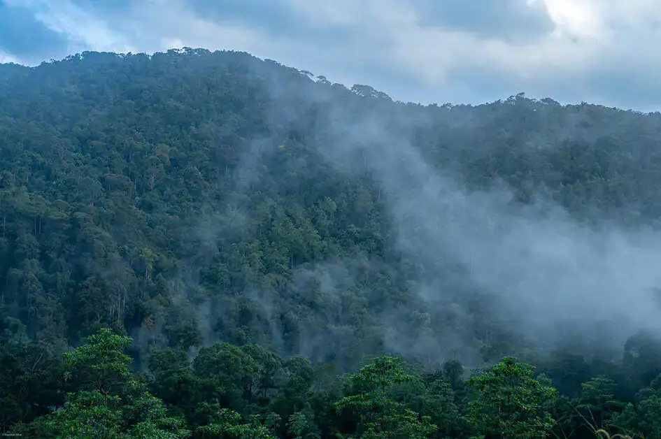 Mist covering Sinharaja Rainforest