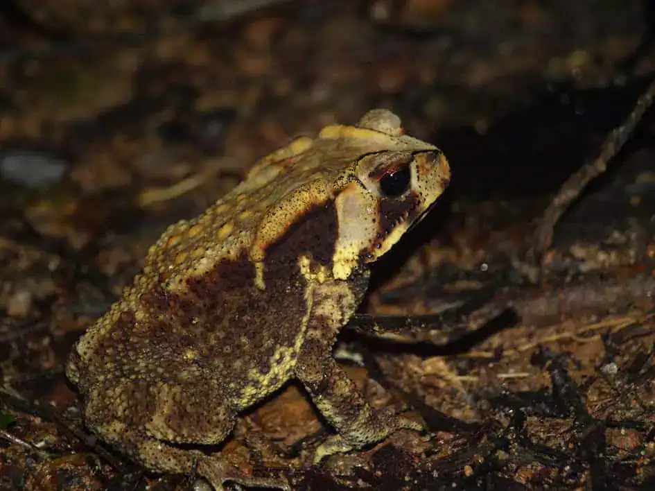 Noellert's toad