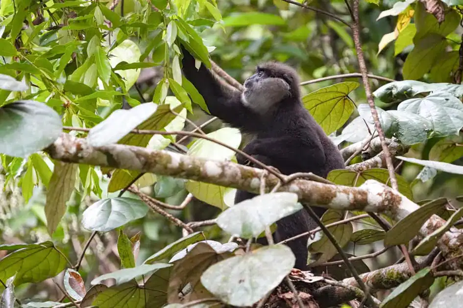 Purple-faced langur