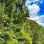 Sinharaja Rainforest