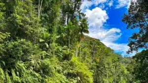 Sinharaja Rainforest