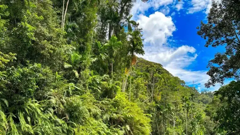 Sinharaja Rainforest