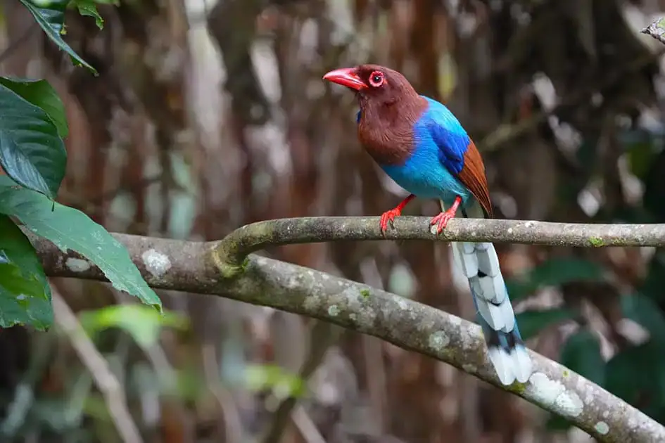 Sri Lankan Blue Magpie