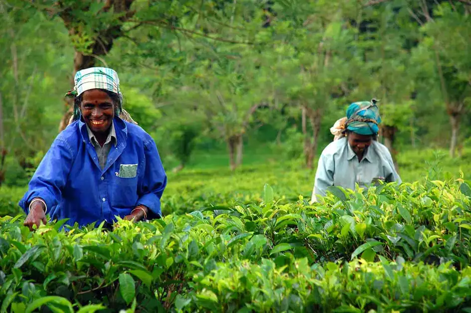 Tea Pickers - This is the place where the story of Ceylon tea begins