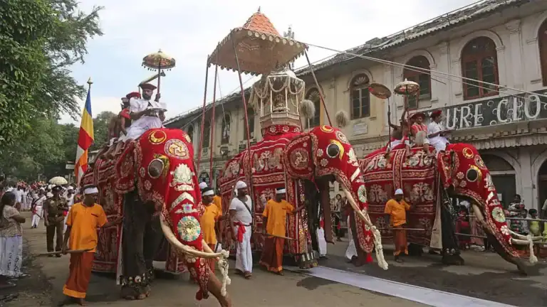 The ceremonial Tusker carrying the Buddha's Tooth Relic casket - Kandy Esala Perahera
