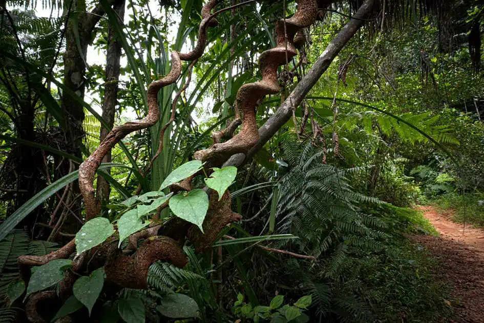 Trees and vines in Sinharaja Forest Reserve