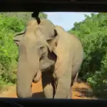 Wild Asian elephant approaching a safari jeep in Bundala National Park