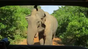 Wild Asian elephant approaching a safari jeep in Bundala National Park