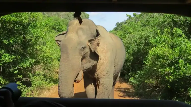 Wild Asian elephant approaching a safari jeep in Bundala National Park
