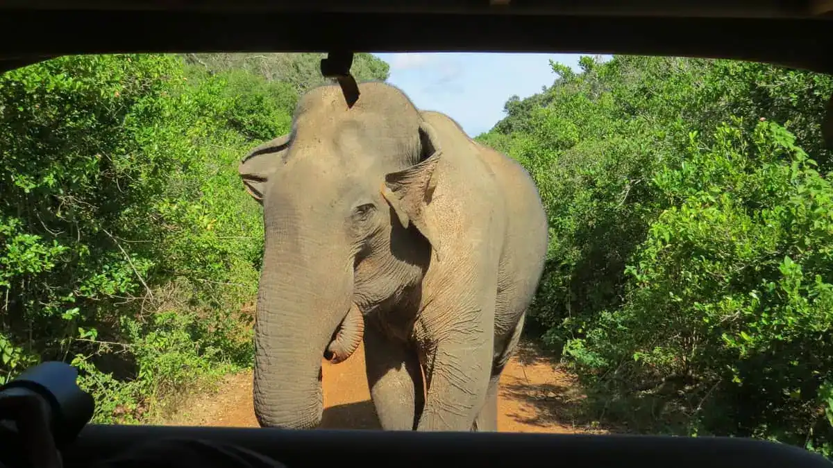 Wild Asian elephant approaching a safari jeep in Bundala National Park