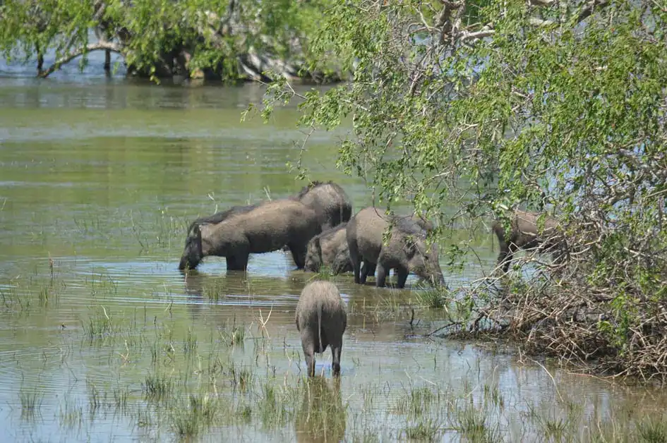 Wild boars in Bundala National Park