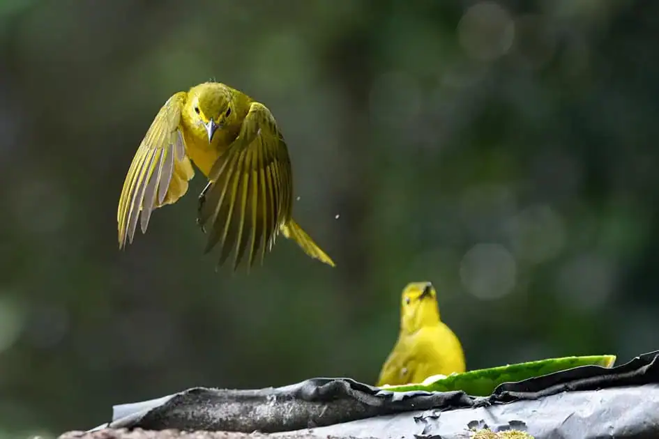 Yellow-browed bulbul
