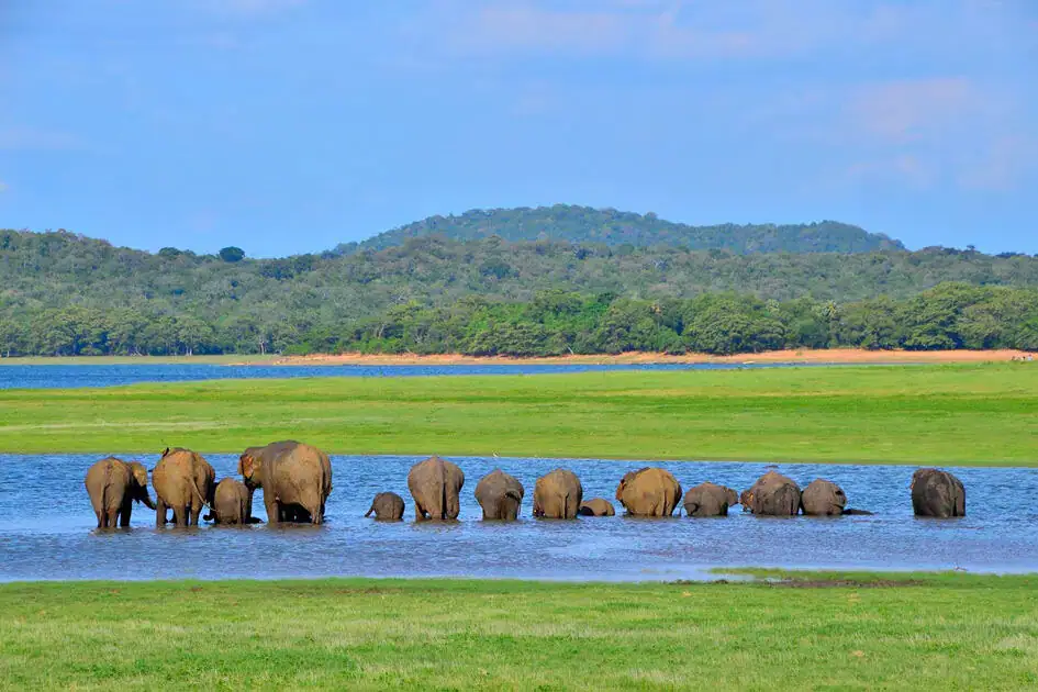 A Herd of Elephants - Minneriya Tank