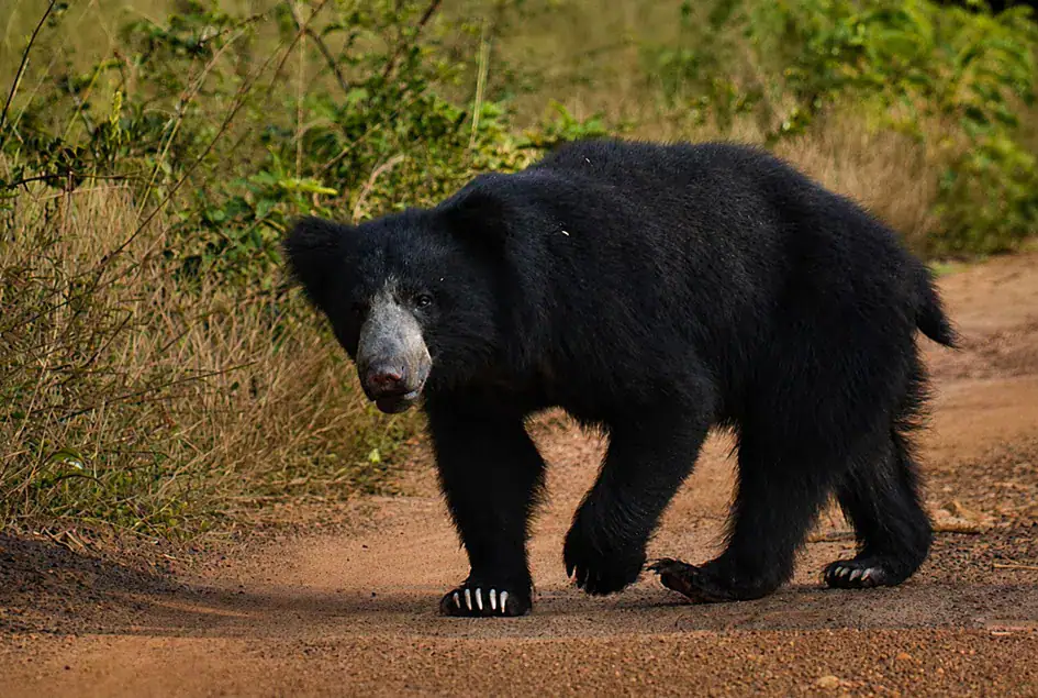 A Sloth Bear - Wilpattu National Park