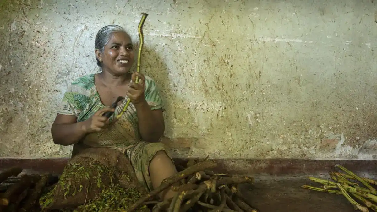 A Sri Lankan Cinnamon Peeler