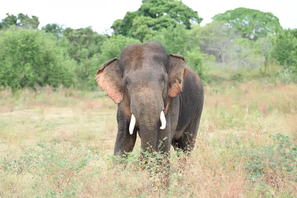 Elephant in Udawalawe representing nature and wildlife experiences