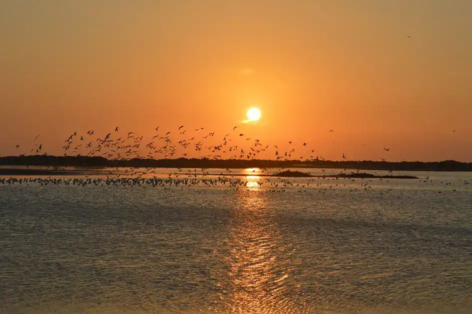 A flock of birds and sunset - Mannar Island