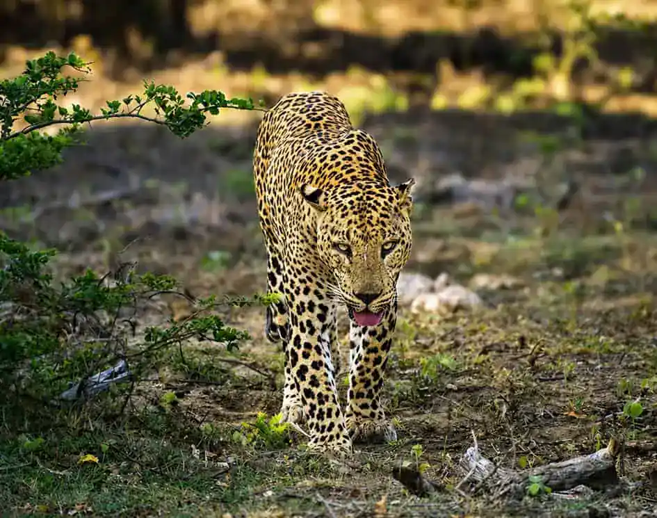 A leopard in Yala National Park