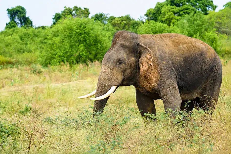 A tusker - Udawalawe National Park