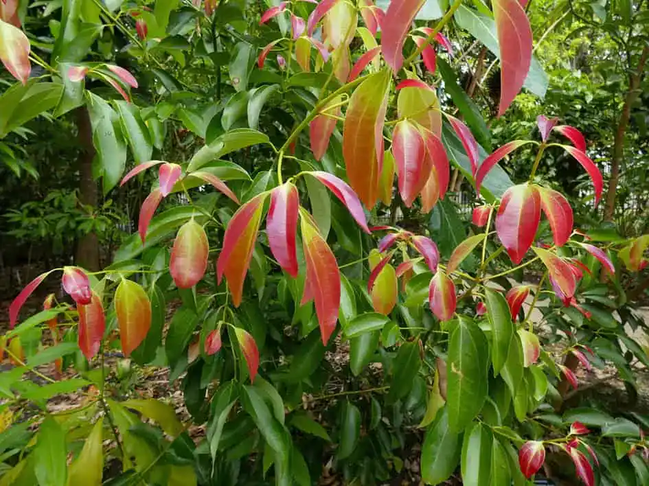 Cinnamomum verum plant