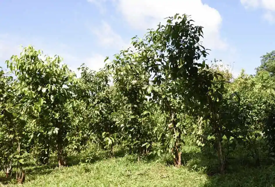 Cinnamon Plants in the National Spice Garden - Matale