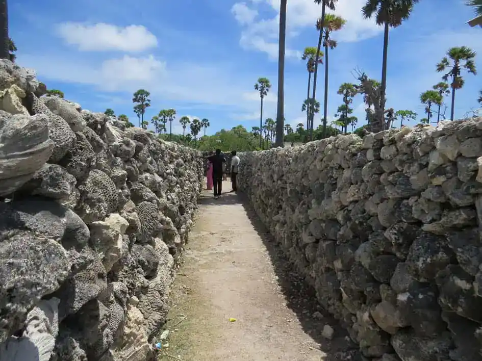Coral Walls - Delft Island