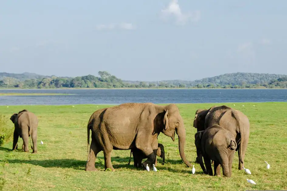 Elephant Safari in Minneriya