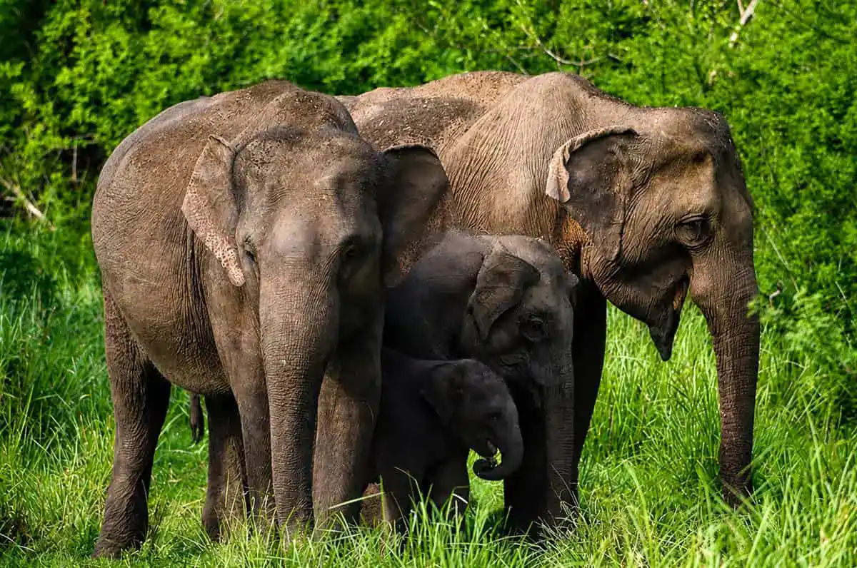 Elephant family in Sri Lanka